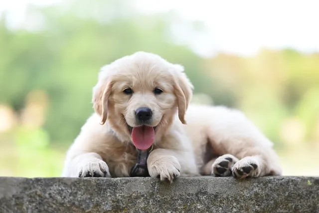 Golden Retriever Puppy