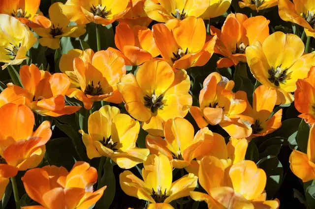 yellow Labrador retriever biting yellow tulip flower