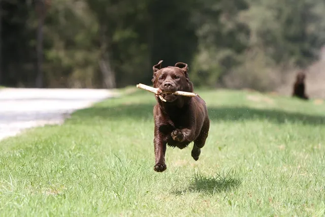white and black American pit bull terrier at daytime